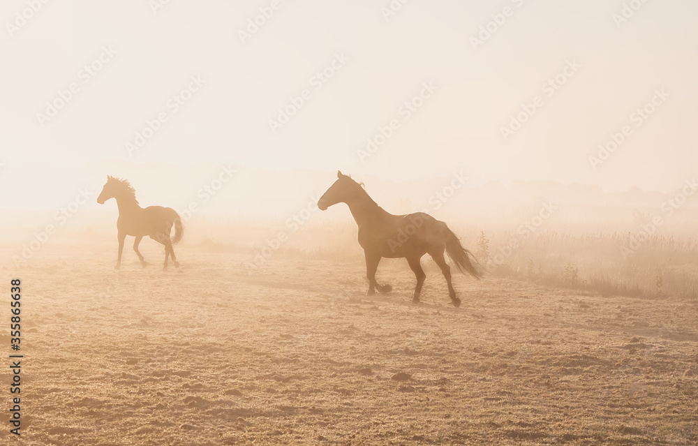 horses galloping in the fog at sunrise
