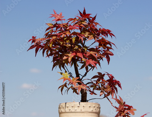 Bonsai acer in ceramic pot with a blue sky