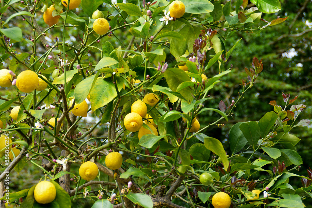 frische gelbe Zitronen mit grünen Blättern, Zitronenbaum, Zitronenbäumchen, Zitronen, lemon
