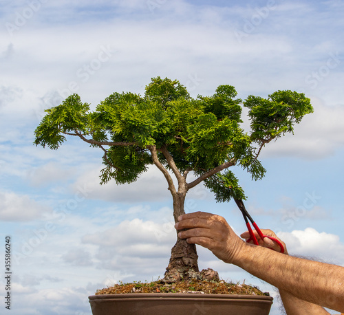 The hands of an elderly man holding red shears, trimming a dark green Hinoki Cypress bonsai tree against a cloudy sky backdrop.