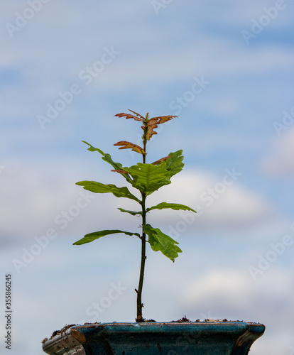 An oak sapling grows in a bonsai pot