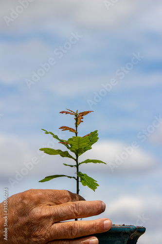 Nurturing growth: an oak sapling in a blue bonsai supported by elderly hands against a blue sky