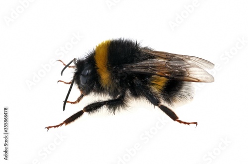 Bumblebee close up on white background   Bourdon en gros plan sur fond blanc © Richard Villalon