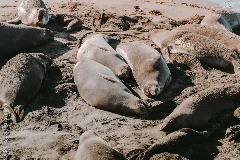 Fototapeta premium Sea lions lie on a sandy beach. Seals resting on the beach. Elephant seal vista point