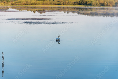 Single swan in the lake