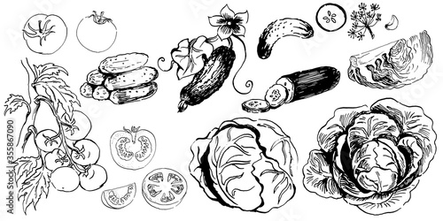 set of ink sketches of vegetables. hand drawn ink sketch. vector illustration