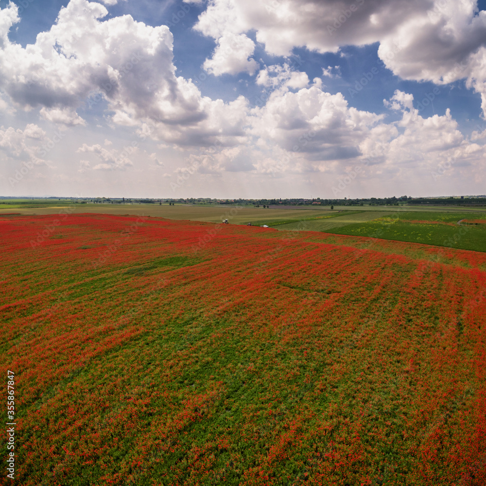 Landscape photo with beautiful poppí field