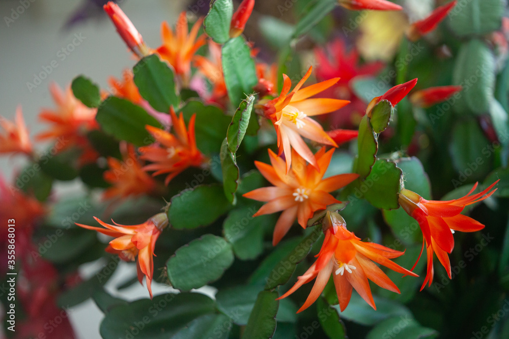 schlumbergera plant in blossom, red and pink flowers schlumbergera plant in blossom, red and pink flowers