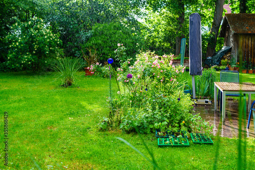 es regnet im Sommergarten; außergewöhnliche, grandiose Gartenstimmung, Garten mit blühendem Rosenstrauch / Rosenbusch (Utopia) in strömendem Regen mit Sonnenlicht, Regentopfen, Rosenblüten