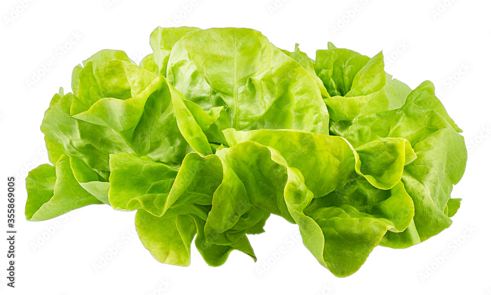 Lettuce isolated on white background with clipping path Lettuce isolated on white background with clipping path