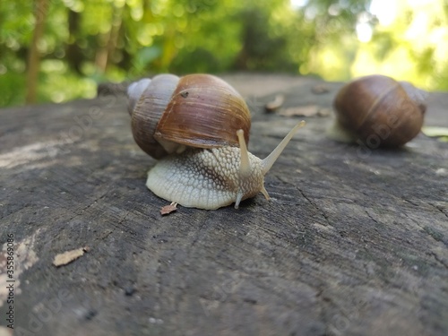A snail in natural habitat