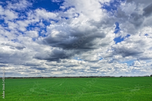 Landscape of a farm field with seedlings and a cloudy sky. A rural type of agricultural plantation of growing cereals.