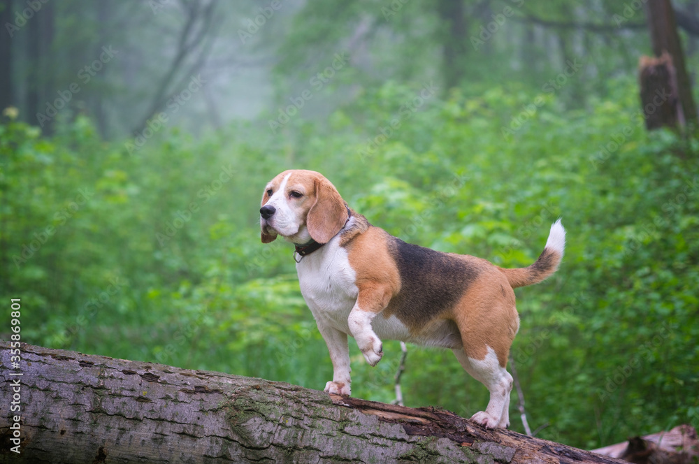 funny dog Beagle on a walk in a summer Park in the morning in a thick fog