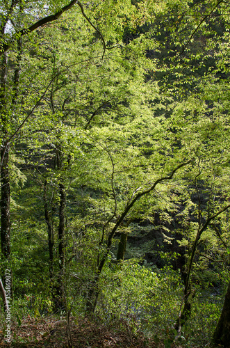 Gorge Mamed gap