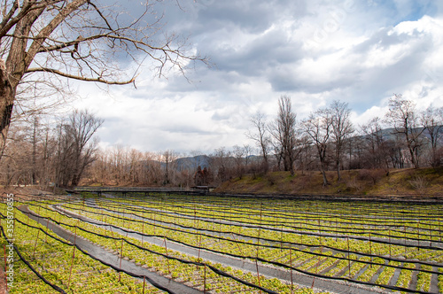 Wasabi field in Daio Wasabi Farm in Azumino, Nagano, Japan photo
