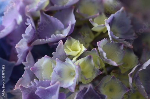 hortensia