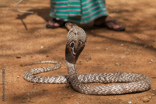 Royal Cobra in Sri Lanka