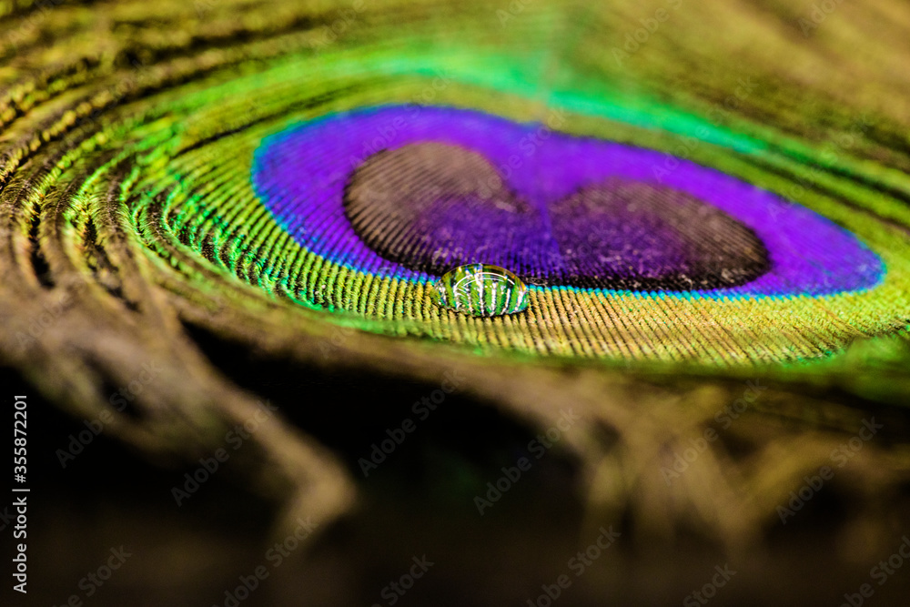 Fototapeta premium closeup of water drop on peacock feather