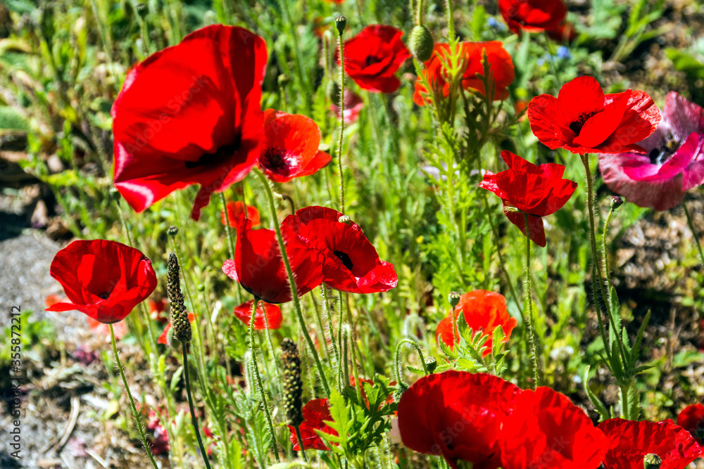 Obraz premium Roadside Poppies