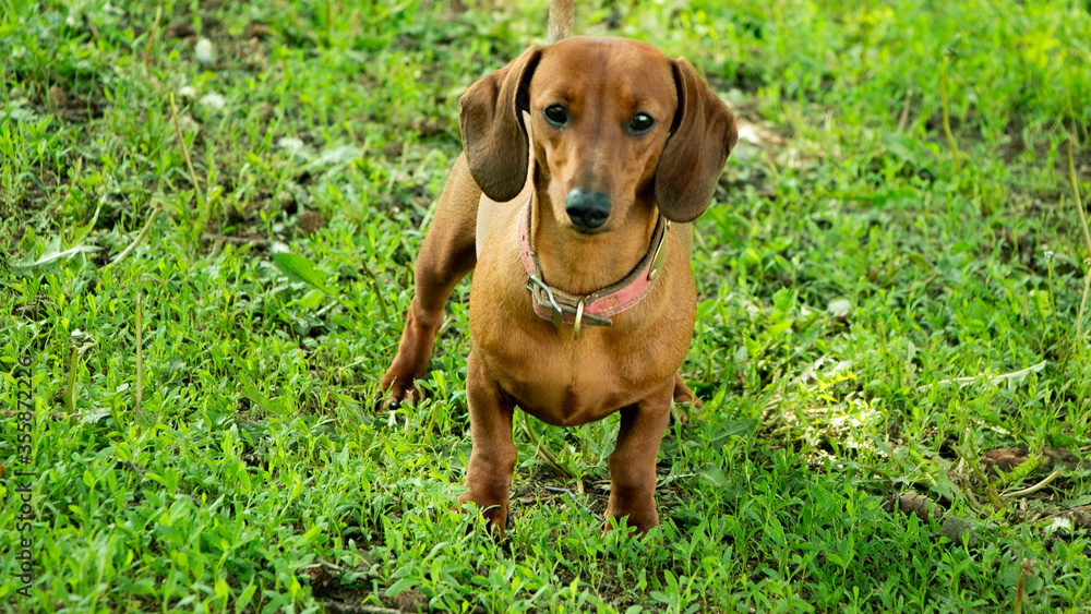animal, dog, pet, dachshund, brown, puppy, cute, grass, canine, portrait, breed, mammal, domestic, rhodesian, ridgeback, small, friend, green, purebred, nature, hound, pup, sitting, head, red animal, dog, pet, dachshund, brown, puppy, cute, grass, canine, portrait, breed, mammal, domestic, rhodesian, ridgeback, small, friend, green, purebred, nature, hound, pup, sitting, head, red