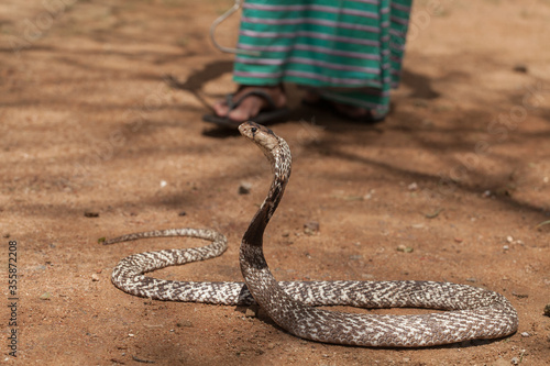 Royal Cobra in Sri Lanka