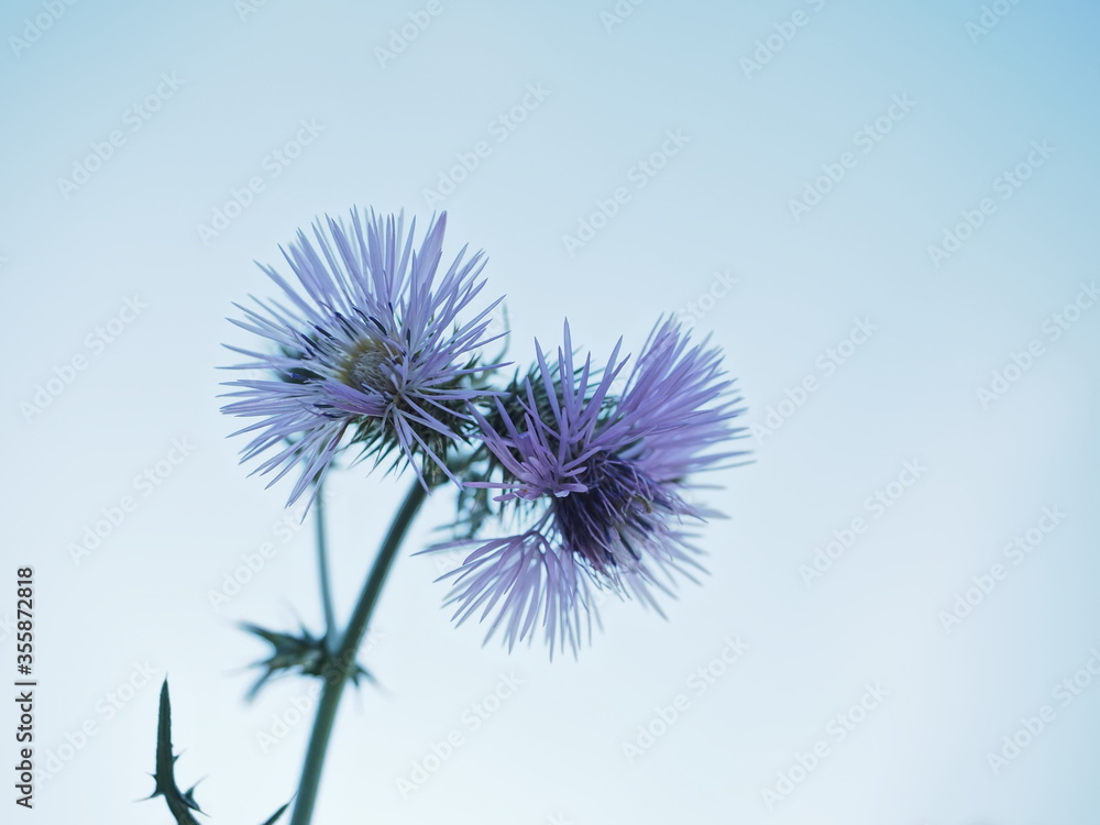 planta silvestre con flor de color lila violeta o morada