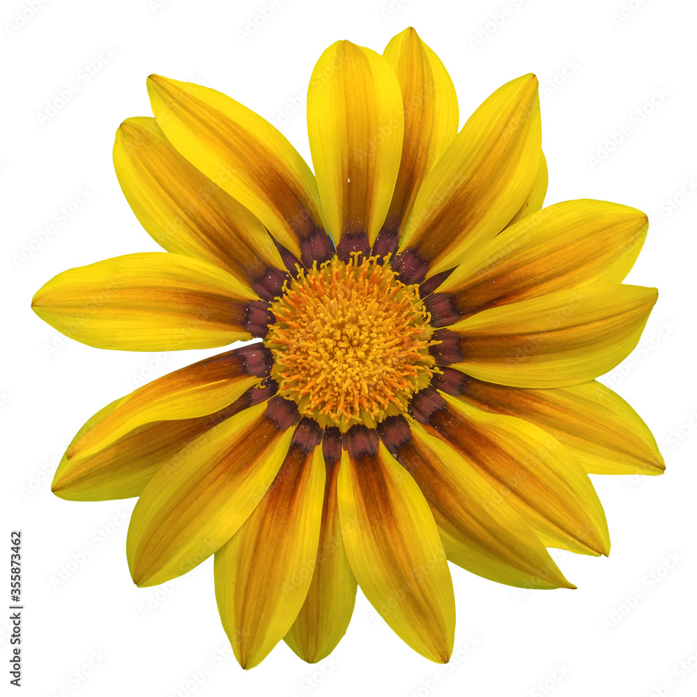 gazania sun flower on white background, isolated with clipping path, macro shot gazania sun flower on white background, isolated with clipping path, macro shot