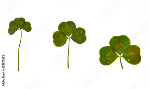 Herbarium of beautiful bushes of flowers and plants. Green leaves and on a white background. Clover.