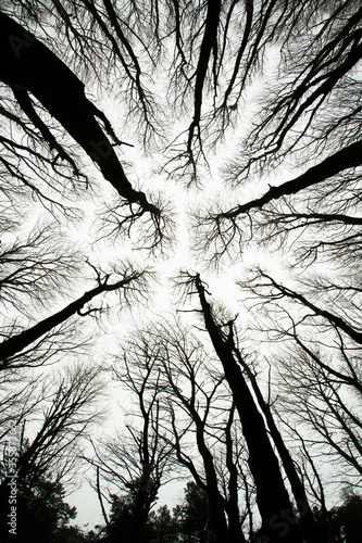 Looking up at spooky trees in dark woodlands