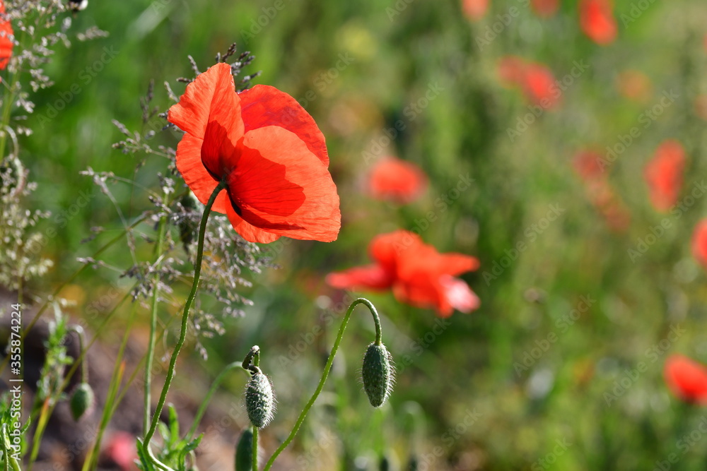 Fototapeta premium Klatschmohn
