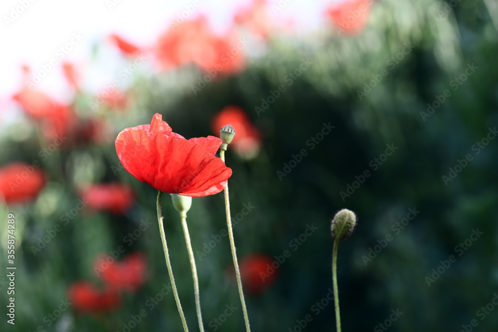 Obraz premium Klatschmohn