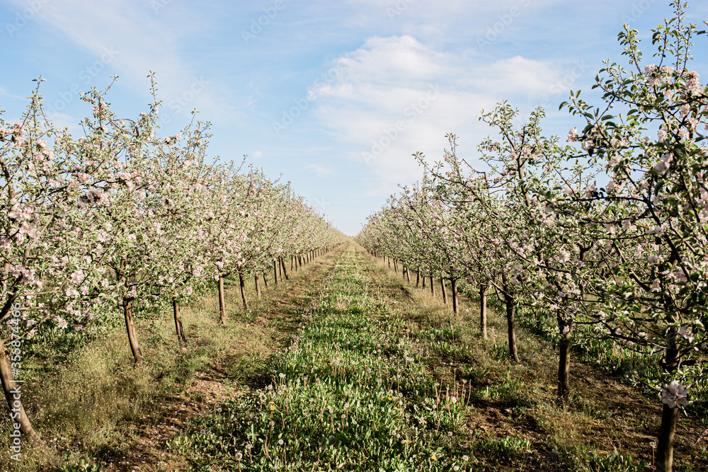 blooming apple orchard, small trees, planted in a row