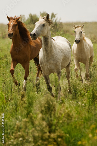 Wild horses running in field