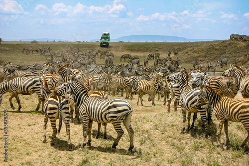 Herd of Zebras in Tanzania at Ngorongoro Crater with Jeep and tourists in distance