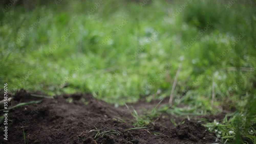 Land for plants. Growing vegetables on the ground. Planting plants in the soil. Healthy food in the garden. Land for plants. Growing vegetables on the ground. Planting plants in the soil. Healthy food in the garden.