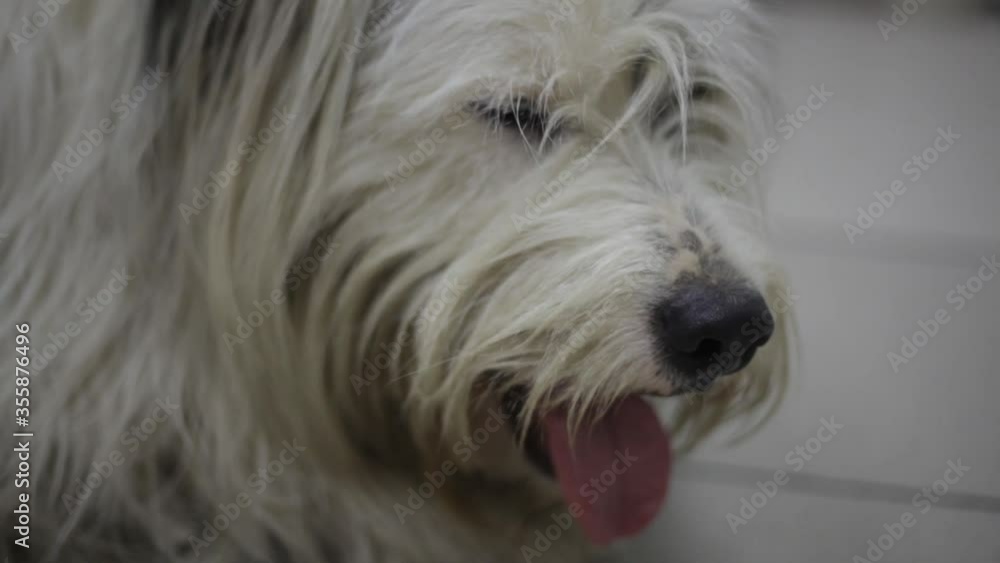 The dog is sick and often breathes. Pet at the vet due to illness. The animal is waiting for help. The white dog is not feeling well. The dog is sick and often breathes. Pet at the vet due to illness. The animal is waiting for help. The white dog is not feeling well.