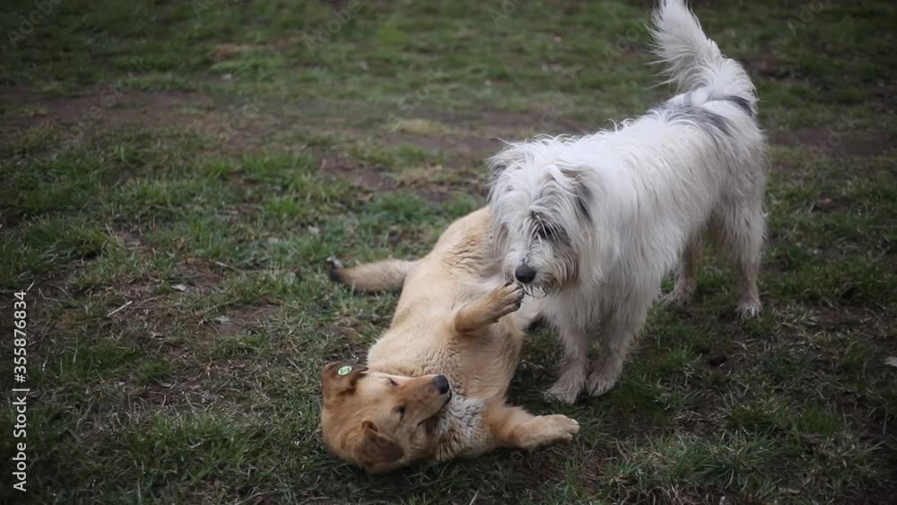 Dogs play on the grass. The animals are friends. A stray dog communicates with a domestic dog. White fluffy dog with a red bitch. Dogs play on the grass. The animals are friends. A stray dog communicates with a domestic dog. White fluffy dog with a red bitch.
