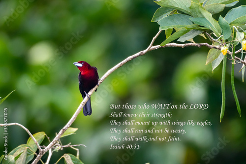 Fotografie Inspirational, encouraging and uplifting Bible Verses printed on beautiful bird photography