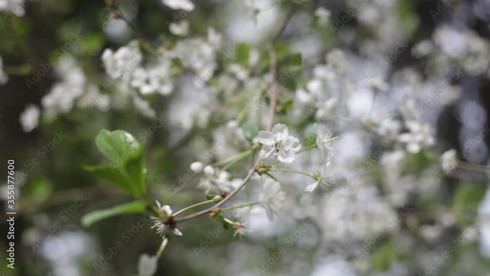 Apple tree flower on a branch. Natural background. Plant in the spring. Apple tree flower on a branch. Natural background. Plant in the spring.