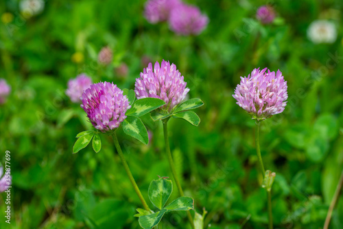 Wild red clover flower isolated (Trifolium pratense),with green background.
