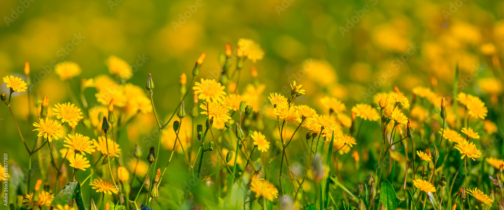 Obraz premium closeup yellow flowers in a prairie, natural background