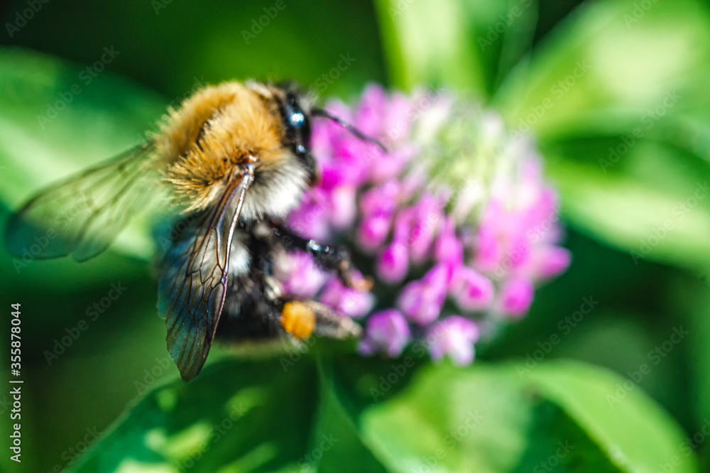 Bee pollinating a flower in soft focus Bee pollinating a flower in soft focus