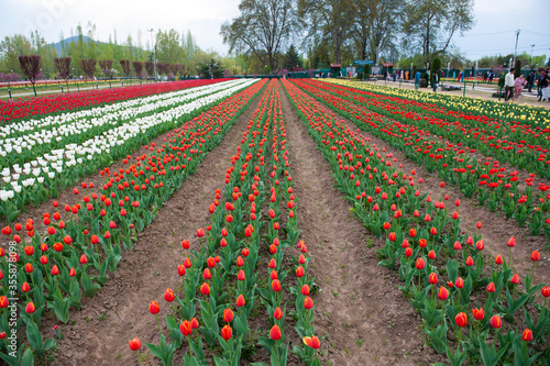 Photography C-0016 Hanada-7
Photographed in Tulip Garden, Srinagar, India in April 2019