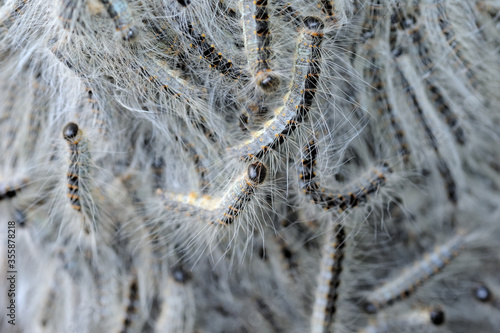 Nahaufnahme eines Nestes von Eichenprozessionsspinner Raupen an Eiche photo