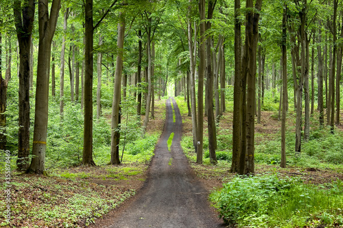 A forest walking path on a sunny day