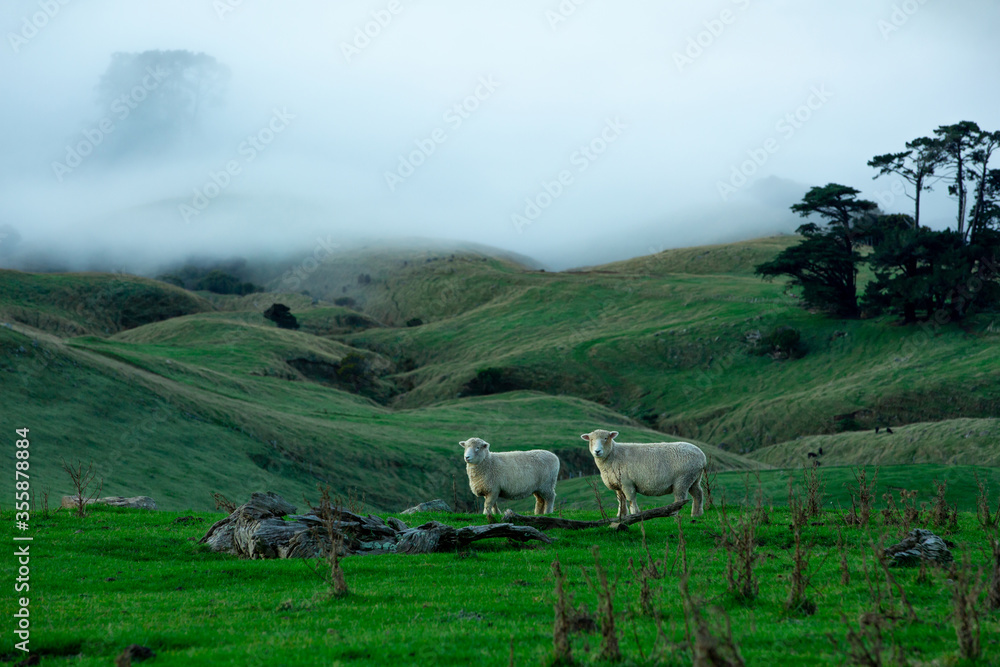 the sheep is grazing at the top of the Bank Peninsula, Canterbury, New Zealand.
