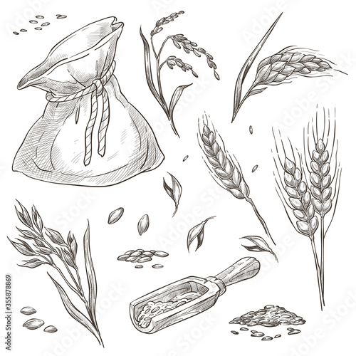 Spikelets of wheat or barley, crops in bag