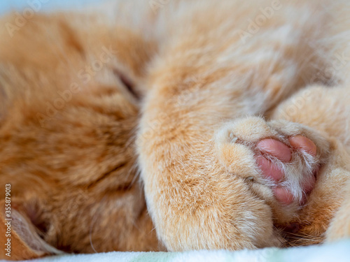 Portrait of a sleeping red cat on a soft blanket that covered the muzzle with a paw. Cute furry pet