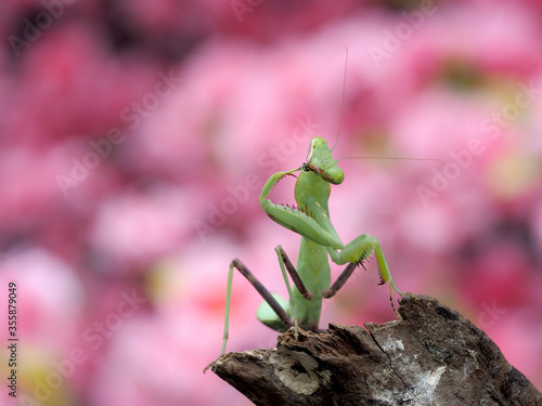 Macro of Praying mantis.Closeup.Pink blur background.