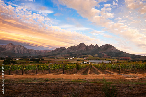 Stellenbosch winefarm landscape
